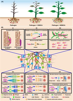 Microbial Interactions Within Multiple-Strain Biological Control Agents Impact Soil-Borne Plant Disease